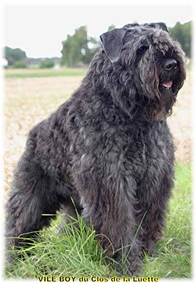 VILE BOY © Elevage de bouviers des flandres du Clos de la Luette specialisé pour le bouvier des flandres Copyrigth depose